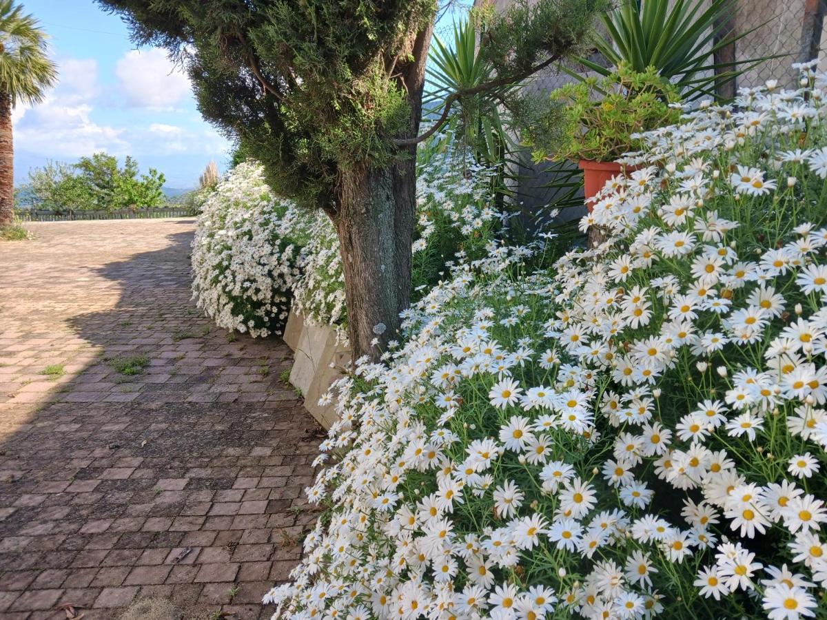 Villa Agriturismo Vemi Santa Sofia d'Epiro Exterior foto